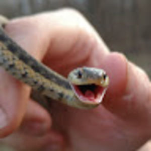 Meet your Posher, Evan